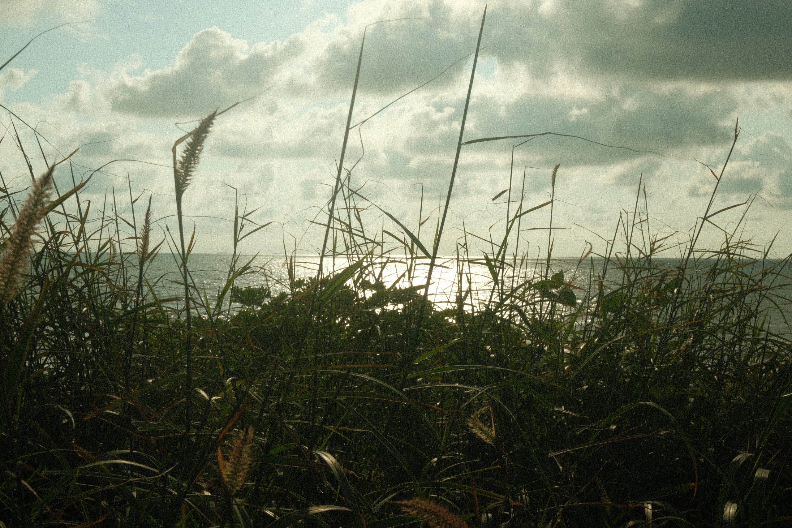 Eyes of grass