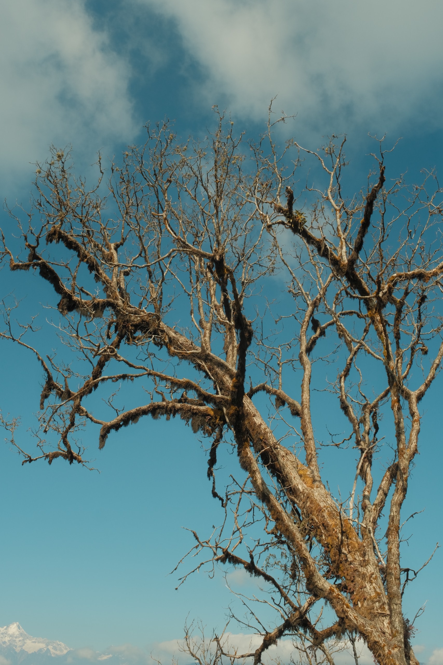 A dying tree